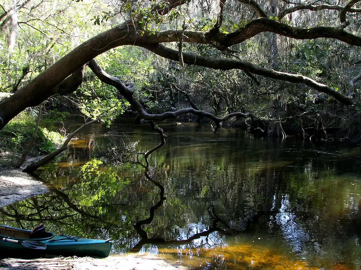 Alafia River State Park: Alafia River near Lithia Springs Park. Taken by User:Mwanner, 20 February, 2007.