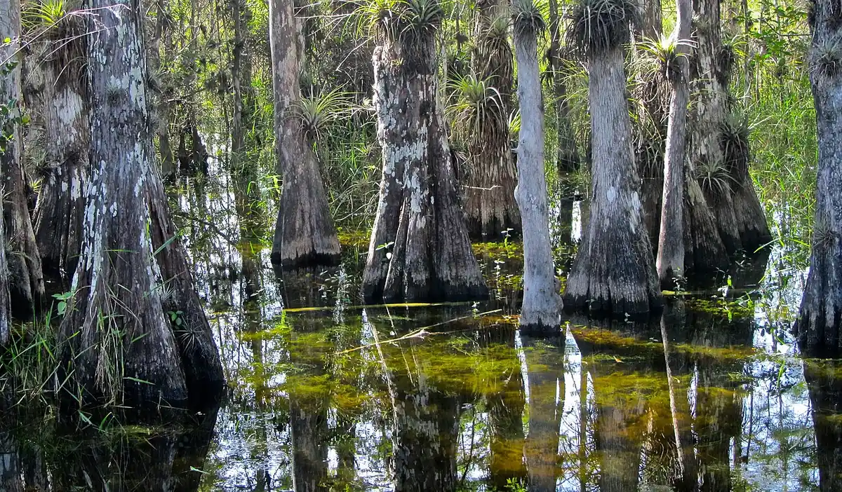 Big Cypress National Preserve: swamp in Big Cypress National Preserve in Florida