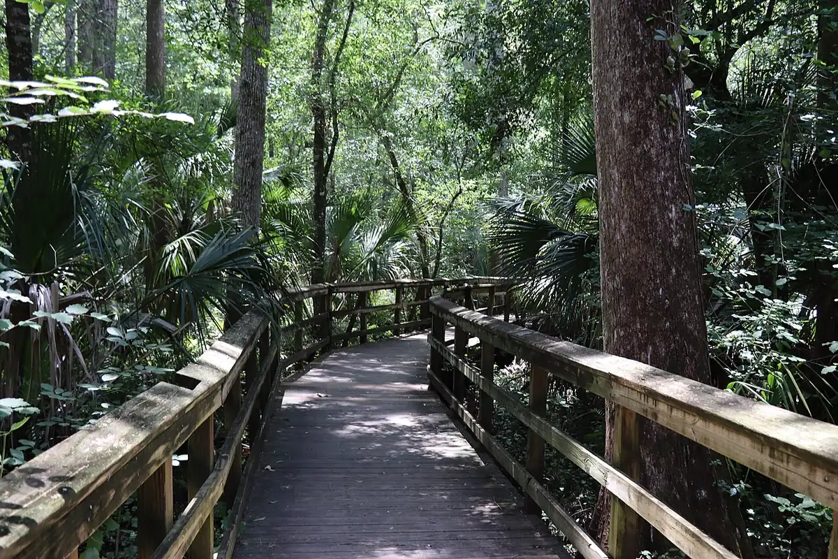 Highlands Hammock State Park: Boardwalk