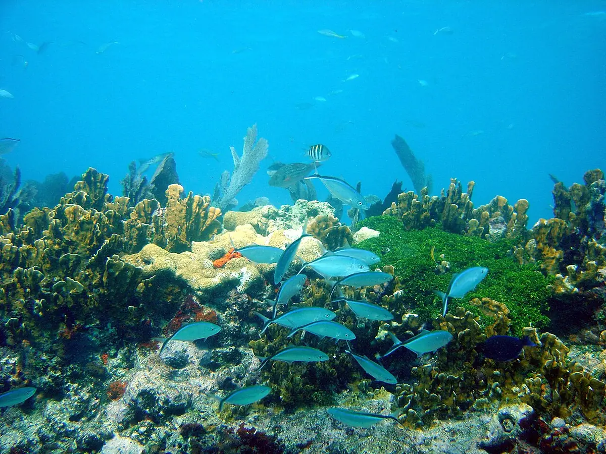John Pennekamp Coral Reef State Park: Fish and corals in John Pennekamp Marine Park
