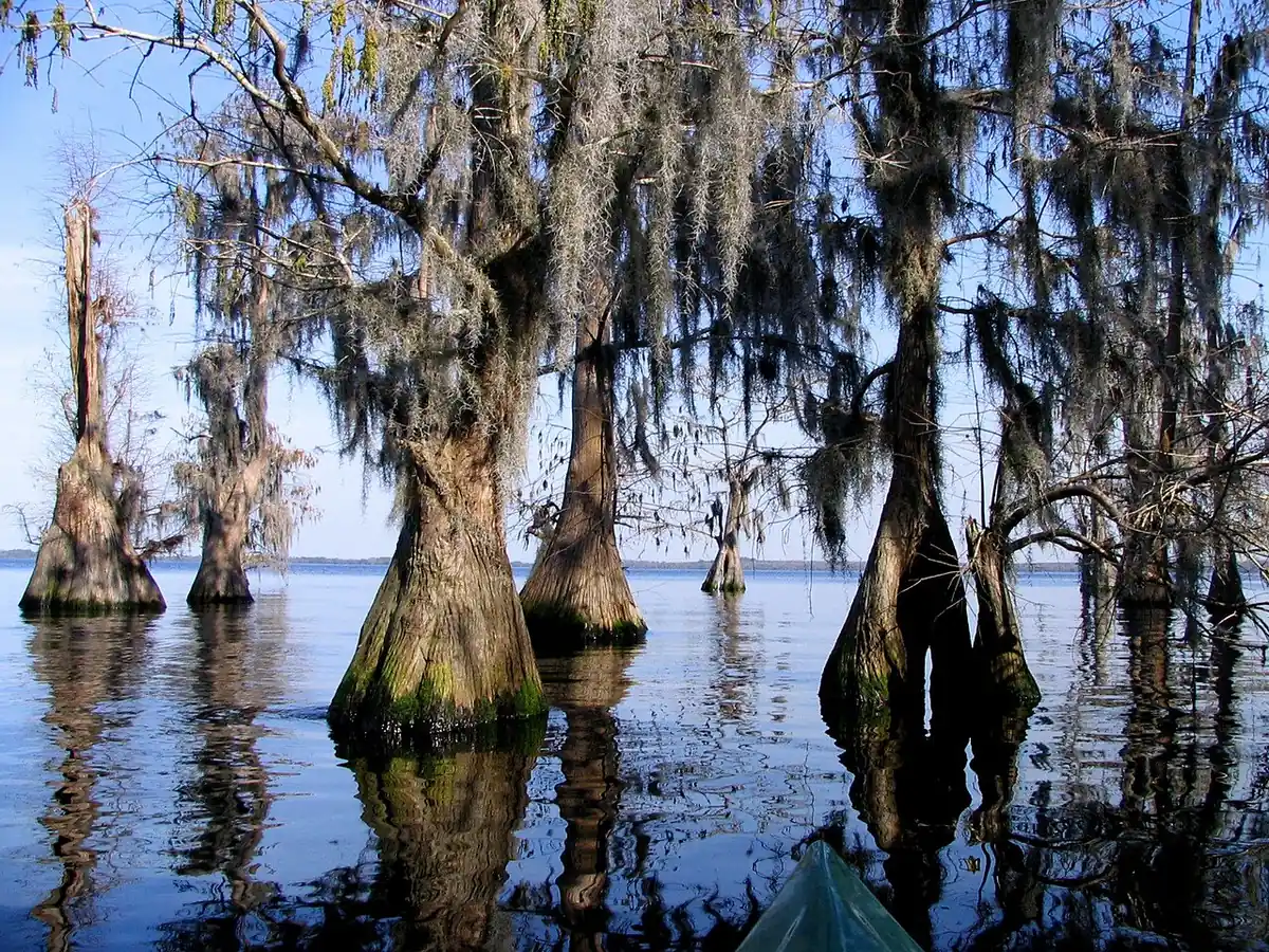 Lake Louisa State Park: Lake Louisa, Clermont, Florida. Taken by User:Mwanner, 18 Feb, 2006.