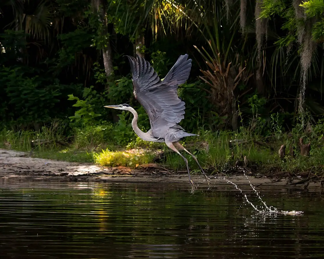 Lower Wekiva River Preserve State Park: A Great Blue Heron takes flight from the Lower Wekiva River, Florida. 5/13/2014