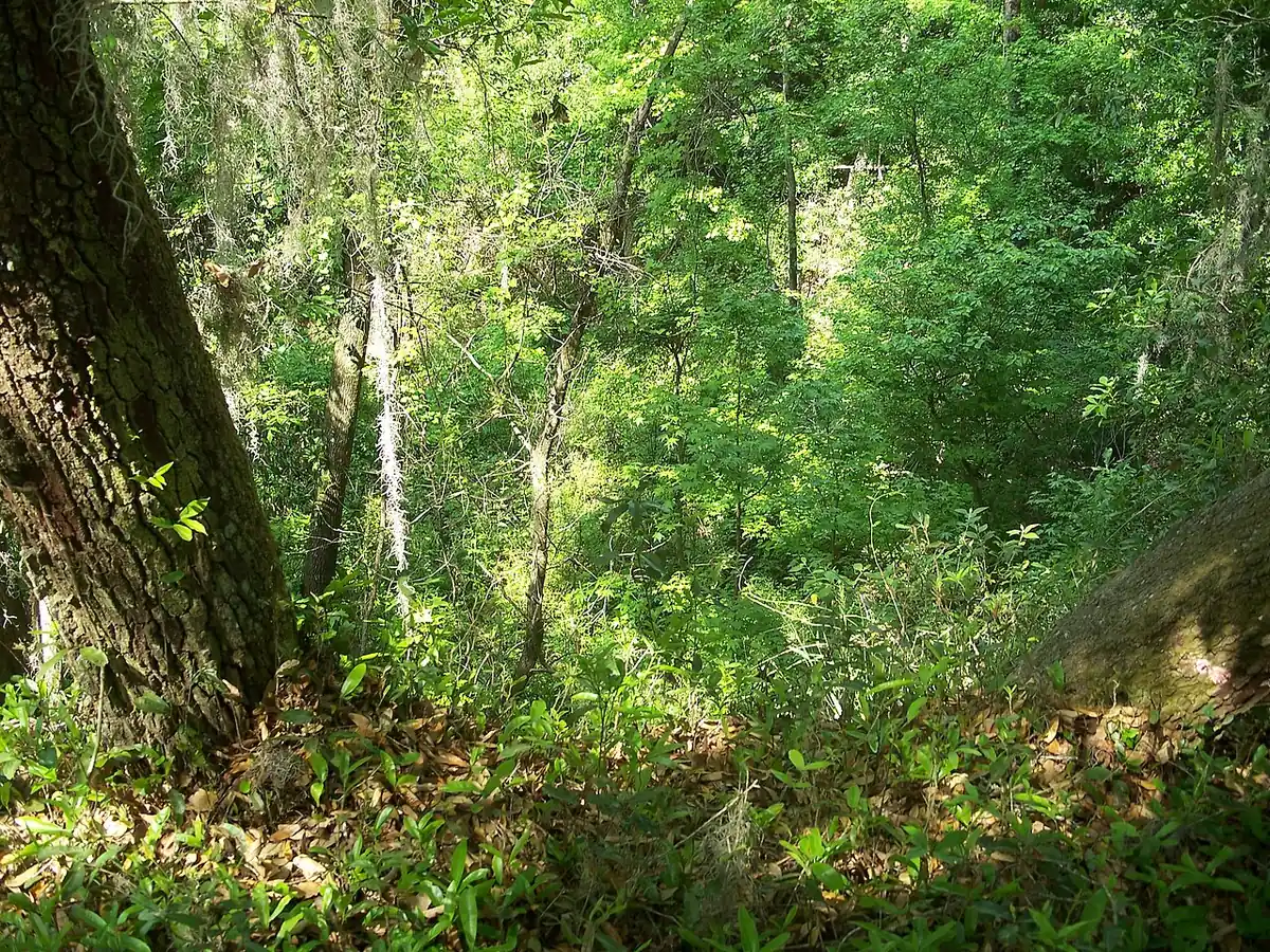Mike Roess Gold Head Branch State Park: Clay County, Florida: Mike Roess Gold Head Branch State Park: Ravine.