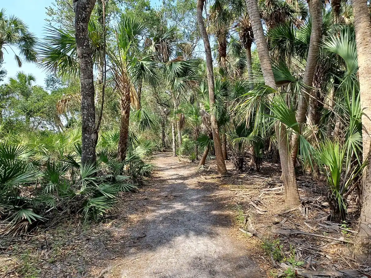 Myakka River State Park: Trail in Myakka River State Park, Florida, United States.