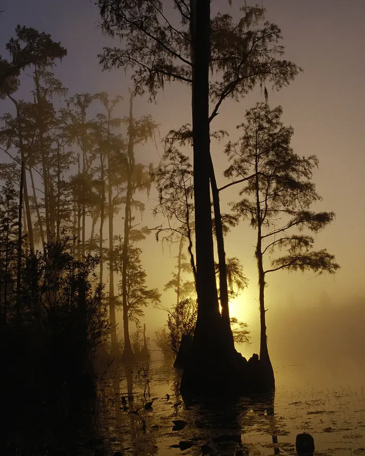 Okefenokee National Wildlife Refuge: Okefenokee National Wildlife Refuge, Georgia