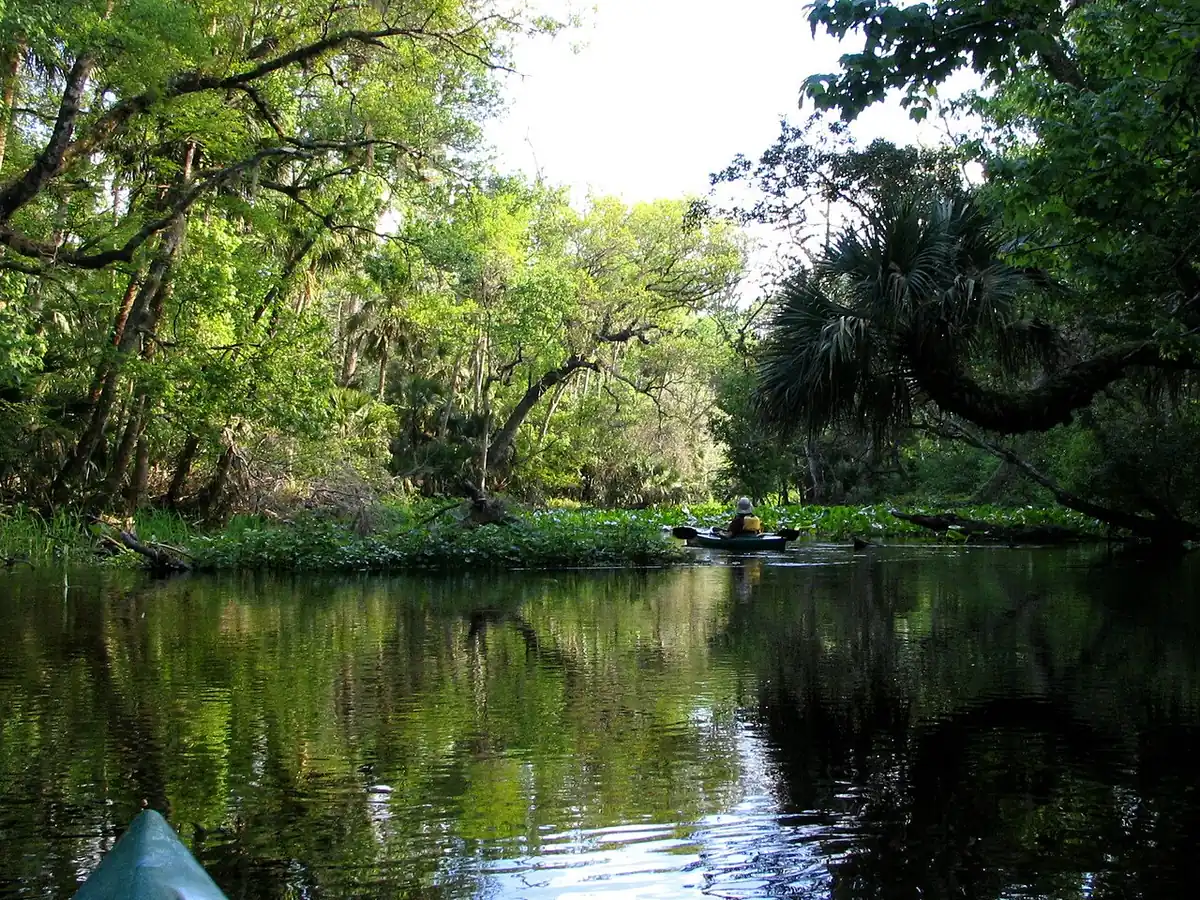 Wekiwa Springs State Park: Wekiwa Run near Wekiwa Spring. Taken by User:Mwanner, 22 Feb, 2006.